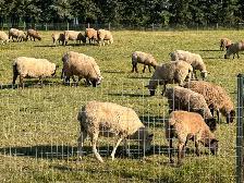LAMBS FOR SALE