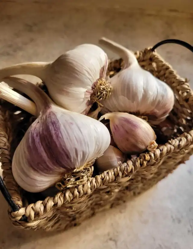 Russian Purple Garlic Seed