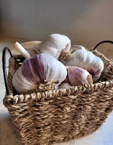 Russian Purple Garlic Seed - Photo 2
