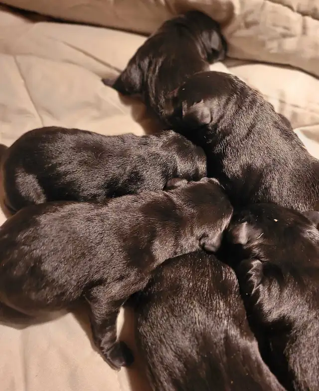 BLACK LAB PUPPIES
