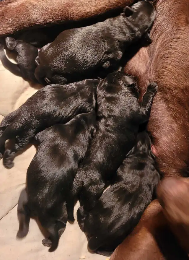BLACK LAB PUPPIES