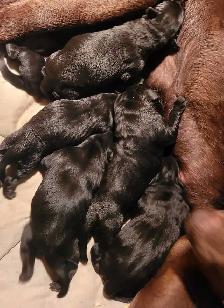 BLACK LAB PUPPIES