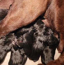 BLACK LAB PUPPIES - Photo 3