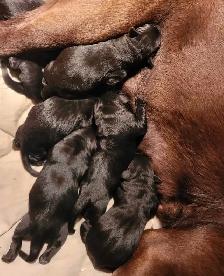 BLACK LAB PUPPIES - Photo 4