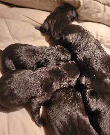 BLACK LAB PUPPIES
