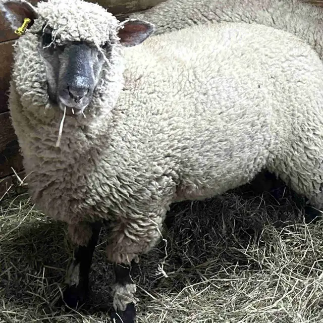 Sheep.  Ewe Lambs for sale.