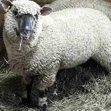 Sheep.  Ewe Lambs for sale.