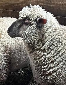 Sheep.  Ewe Lambs for sale. - Photo 2
