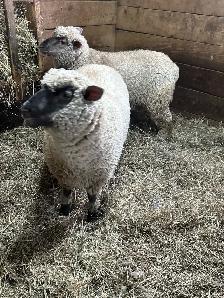 Sheep.  Ewe Lambs for sale. - Photo 4