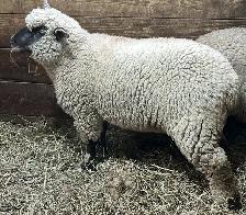 Sheep.  Ewe Lambs for sale. - Photo 8