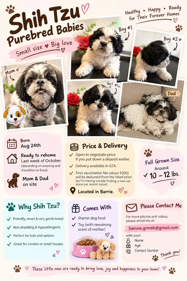 ADORABLE PUREBRED SHIH TZU PUPPIES – 4 LITTLE BUNDLES OF JOY!