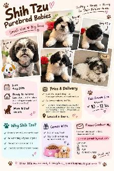 ADORABLE PUREBRED SHIH TZU PUPPIES – 4 LITTLE BUNDLES OF JOY!