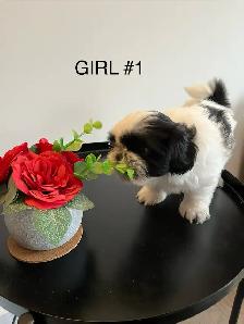 ADORABLE PUREBRED SHIH TZU PUPPIES – 4 LITTLE BUNDLES OF JOY! - Photo 2