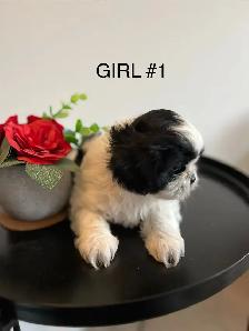 ADORABLE PUREBRED SHIH TZU PUPPIES – 4 LITTLE BUNDLES OF JOY! - Photo 3
