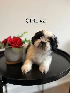 ADORABLE PUREBRED SHIH TZU PUPPIES – 4 LITTLE BUNDLES OF JOY! - Photo 4