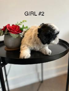 ADORABLE PUREBRED SHIH TZU PUPPIES – 4 LITTLE BUNDLES OF JOY! - Photo 5