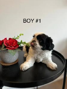 ADORABLE PUREBRED SHIH TZU PUPPIES – 4 LITTLE BUNDLES OF JOY! - Photo 6