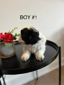 ADORABLE PUREBRED SHIH TZU PUPPIES – 4 LITTLE BUNDLES OF JOY! - Photo 7