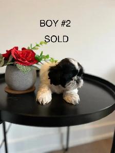 ADORABLE PUREBRED SHIH TZU PUPPIES – 4 LITTLE BUNDLES OF JOY! - Photo 8