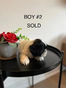 ADORABLE PUREBRED SHIH TZU PUPPIES – 4 LITTLE BUNDLES OF JOY! - Photo 9