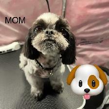 ADORABLE PUREBRED SHIH TZU PUPPIES – 4 LITTLE BUNDLES OF JOY! - Photo 10