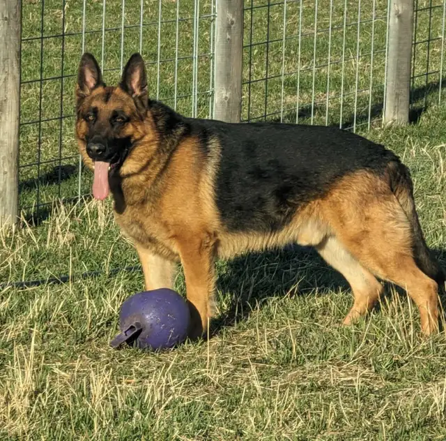 German Shepherd