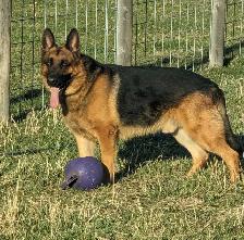 German Shepherd