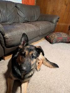German Shepherd - Photo 2