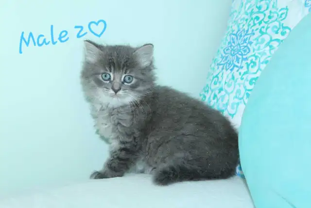 Adorable Longhaired Kittens! ONLY 1 LEFT!