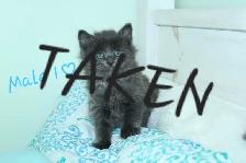 Adorable Longhaired Kittens! ONLY 1 LEFT! - Photo 3
