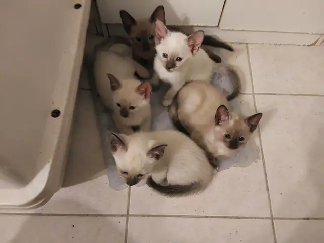 Siamois