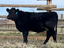 Pending Black Angus/Simmental 4H Heifer