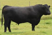 Pending Black Angus/Simmental 4H Heifer - Photo 2