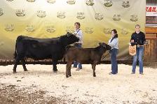 Pending Black Angus/Simmental 4H Heifer - Photo 3