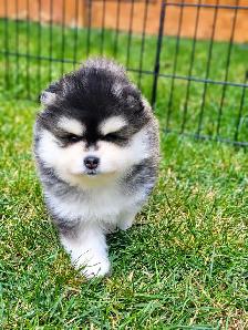 Pomsky puppies