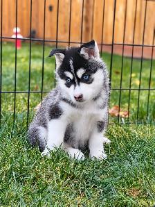 Pomsky puppies - Photo 3
