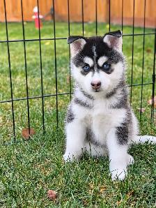 Pomsky puppies - Photo 4