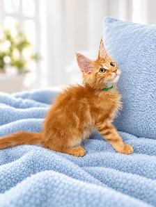 Maine Coon Kittens