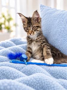 Maine Coon Kittens - Photo 5