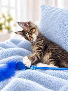 Maine Coon Kittens - Photo 6