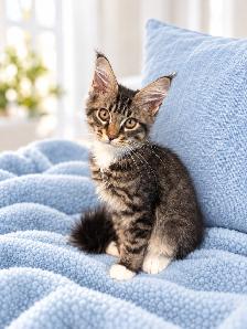 Maine Coon Kittens - Photo 8