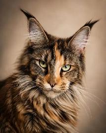 Maine Coon Kittens - Photo 9