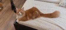 Maine Coon Kittens - Photo 10