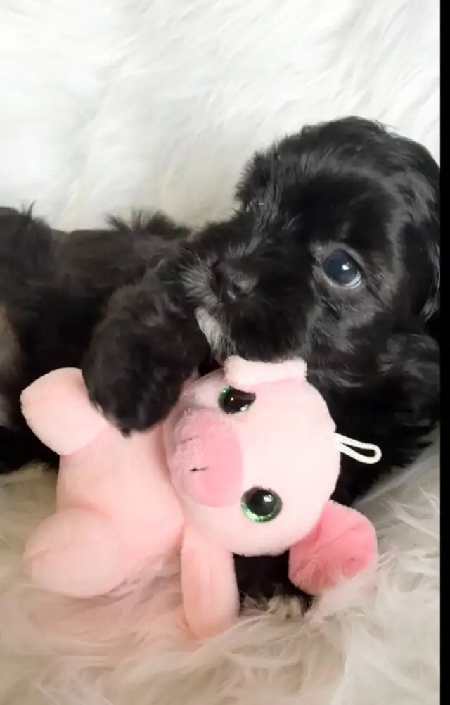 ❤️Lovable Shih Tzu-Poodle  Puppies❤️
