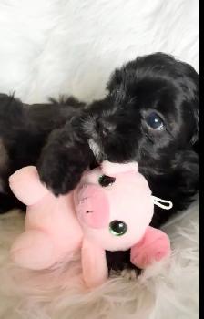 ❤️Lovable Shih Tzu-Poodle  Puppies❤️