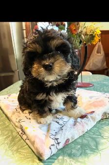 ❤️Lovable Shih Tzu-Poodle  Puppies❤️ - Photo 2