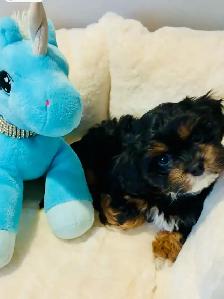 ❤️Lovable Shih Tzu-Poodle  Puppies❤️ - Photo 3