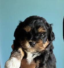 ❤️Lovable Shih Tzu-Poodle  Puppies❤️ - Photo 4