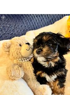 ❤️Lovable Shih Tzu-Poodle  Puppies❤️ - Photo 5