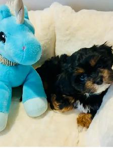 ❤️Lovable Shih Tzu-Poodle  Puppies❤️ - Photo 6